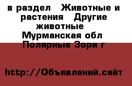  в раздел : Животные и растения » Другие животные . Мурманская обл.,Полярные Зори г.